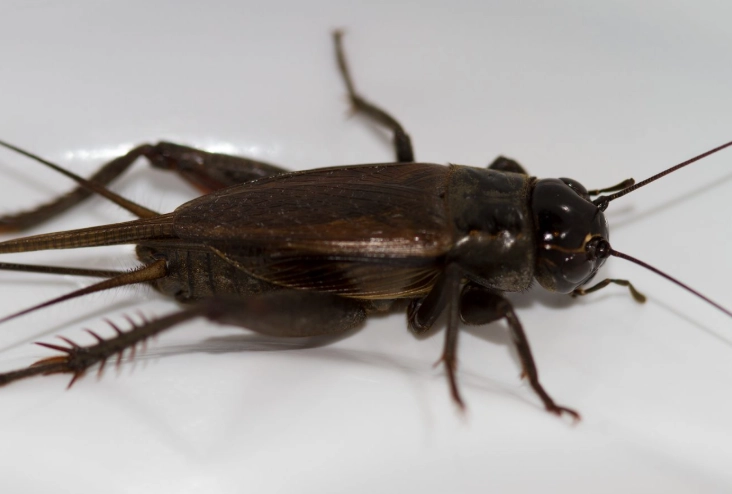 cricket identification