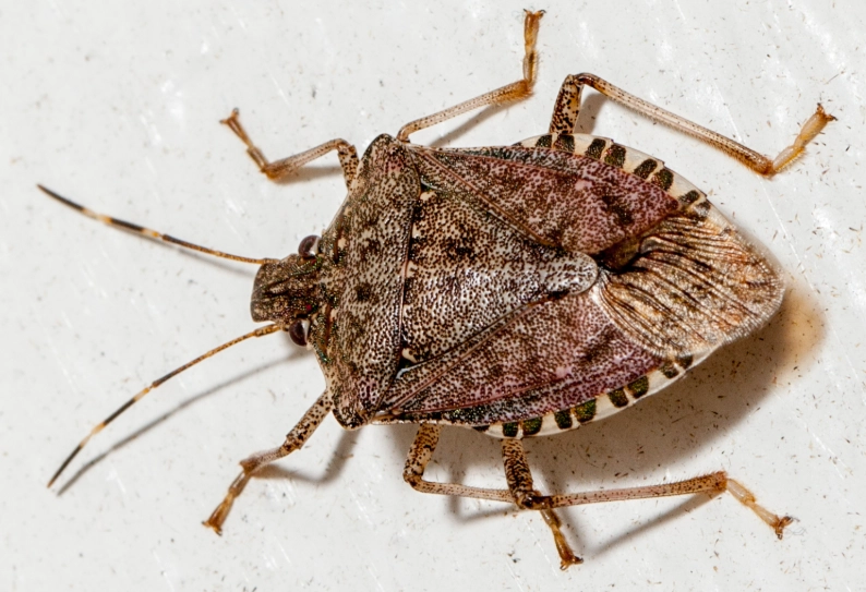 Stink Bug Control Guide: How to Identify, Prevent, and Eliminate Them