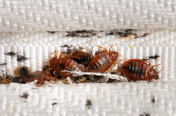 Where Do Bed Bugs Come From? The 7 Most Common Entry Points
