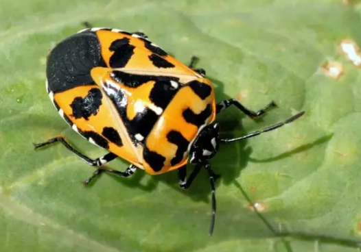 Black Bug Orange trademark case