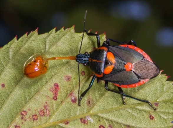 Black Bug Orange trademark case