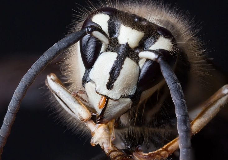 bald faced hornet sting