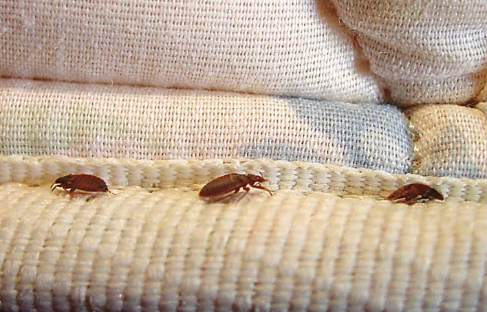 bed bug sources