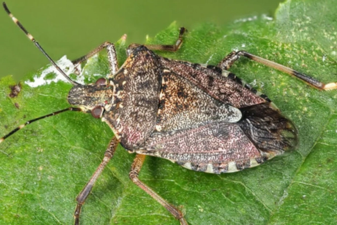 prevent stink bugs