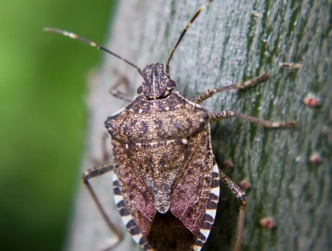 stink bug identification