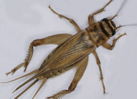 What Does a Cricket Look Like? A Visual Identification Guide