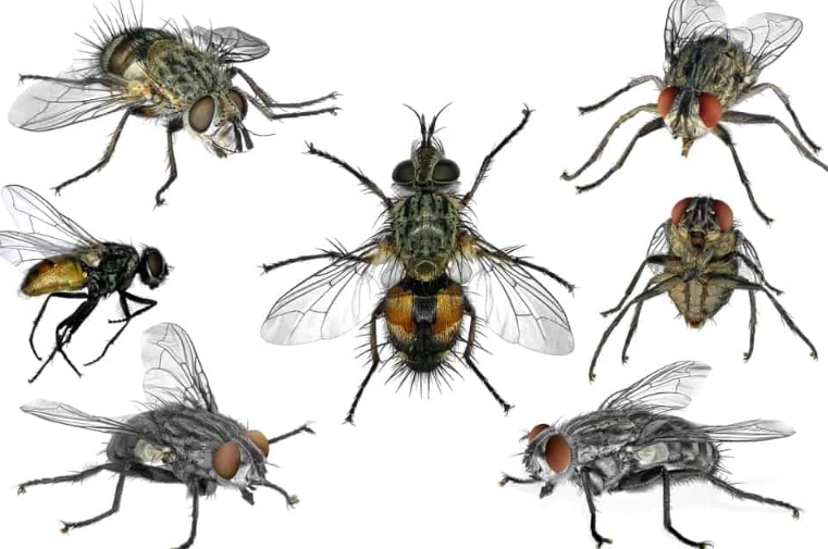 common house flies