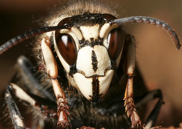Bald Faced Hornet: Your Complete Guide to Identification, Danger & Safe Removal