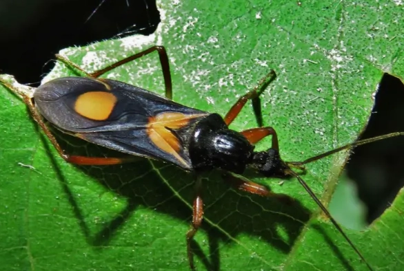 brand confusion lawsuit