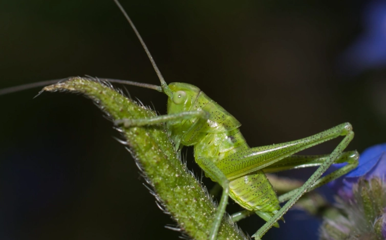 what do crickets look like