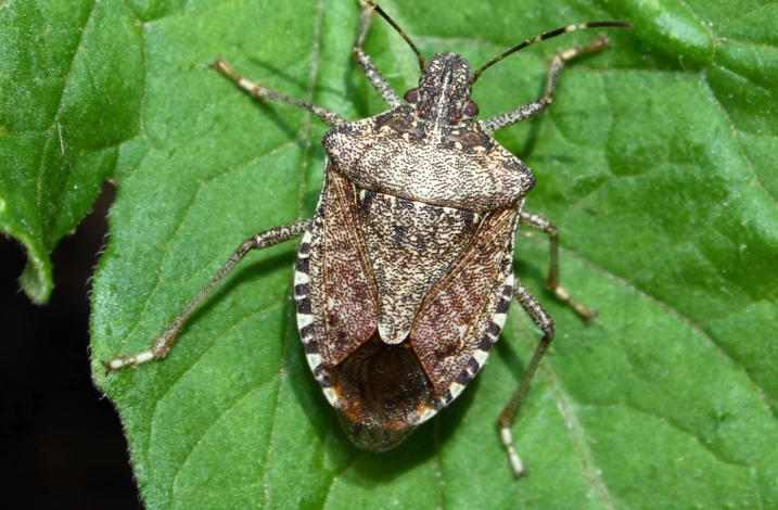 stink bug identification