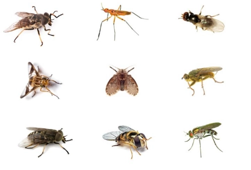 types of flies in house