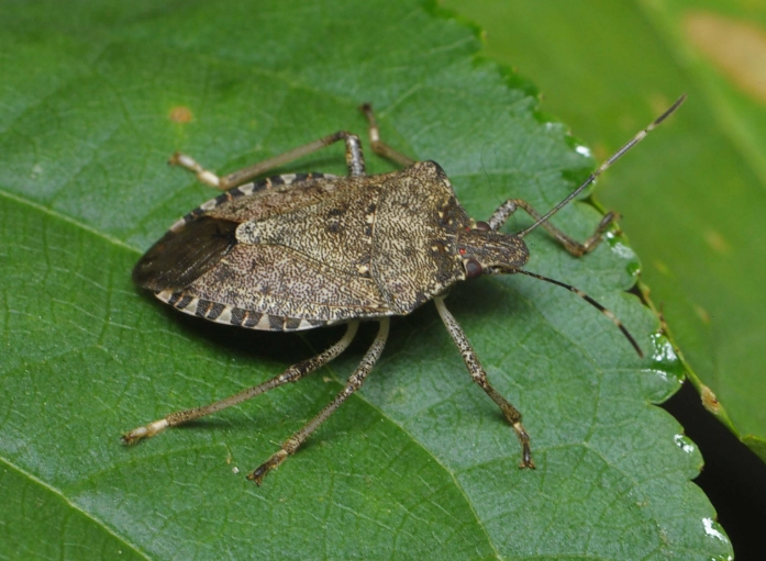 prevent stink bugs