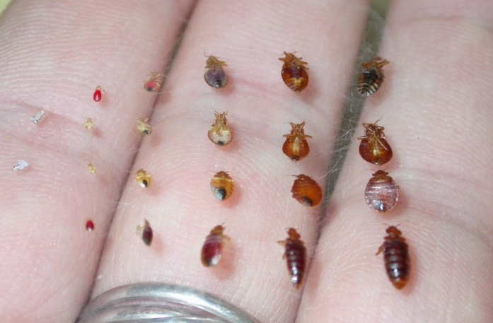 how do bed bugs get in your house