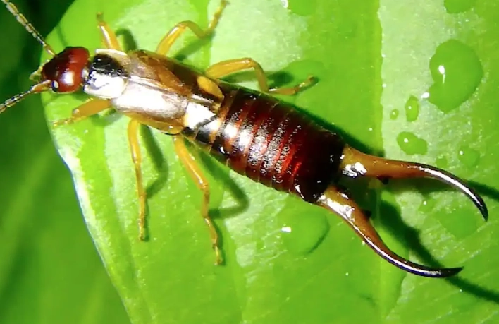 What Is an Earwig? The Complete Guide to Identification & Control