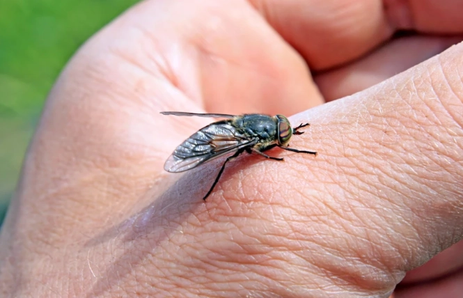 horse fly bite treatment