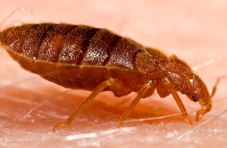 bed bug survival without food