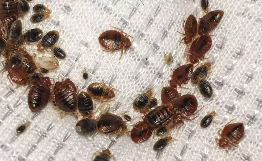 How Long Will a Bed Bug Live? Complete Lifespan and Survival Facts