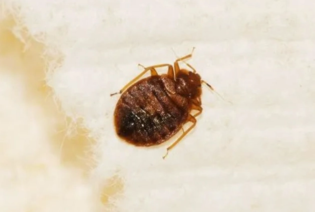 bed bug lifespan