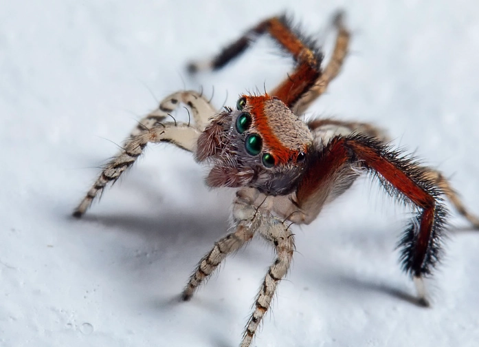 jumping spider bite
