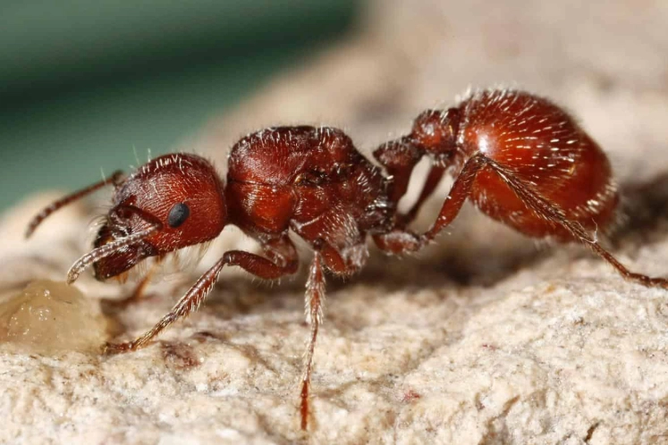 harvester ant nest