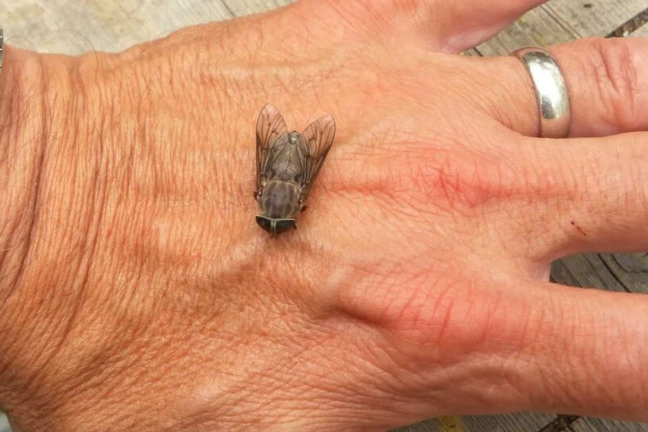 horse fly prevention