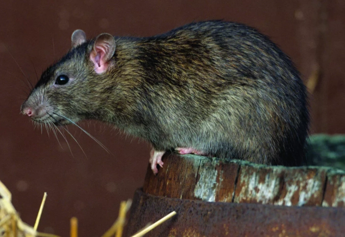 brown rat identification