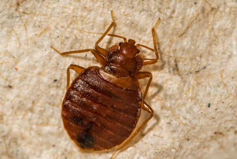 bed bug survival without food