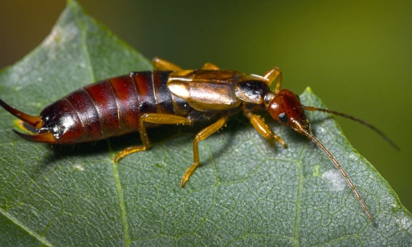 earwig pest control