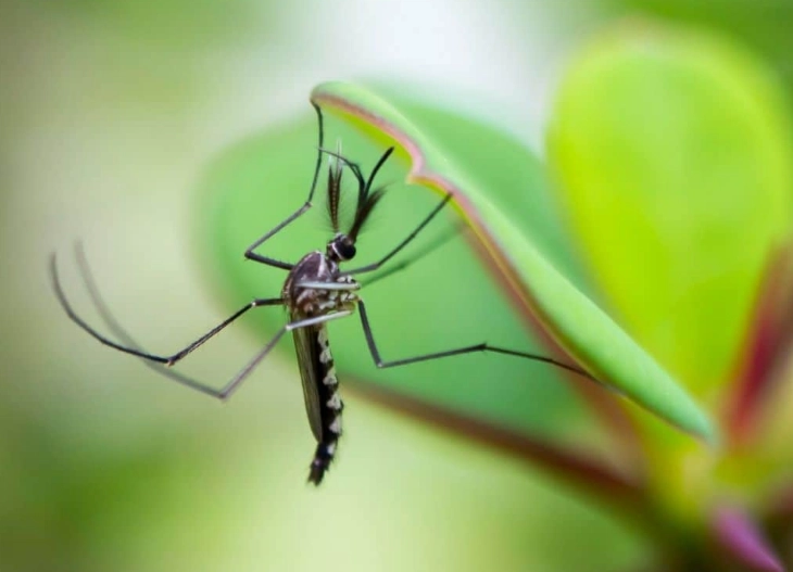 mosquito look alikes