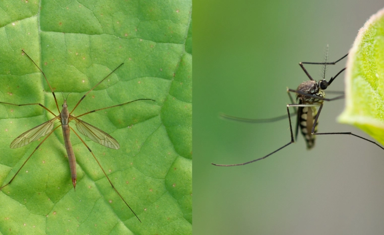 mosquito look alikes