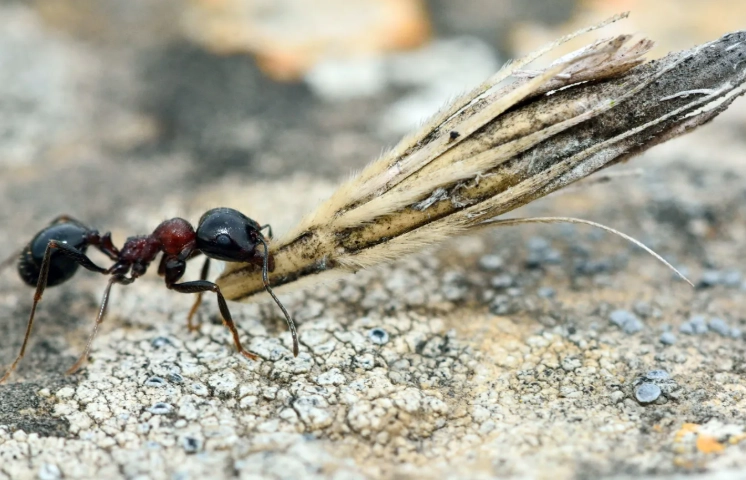 harvester ant behavior