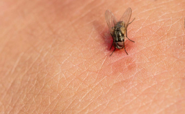 Do Horse Flies Bite? How to Stop the Pain and Prevent Attacks