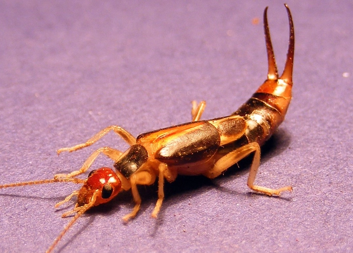 earwig pest control