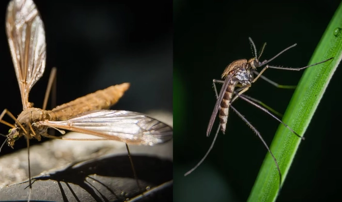 Crane Fly vs Mosquito: Key Differences & Control Tips