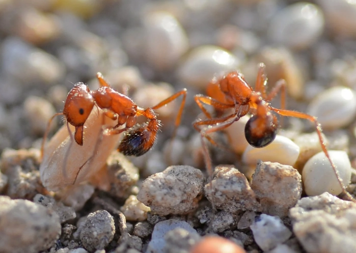 Harvester Ants: Behavior, Control, and Fascinating Facts