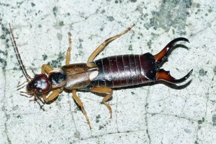 earwig insect