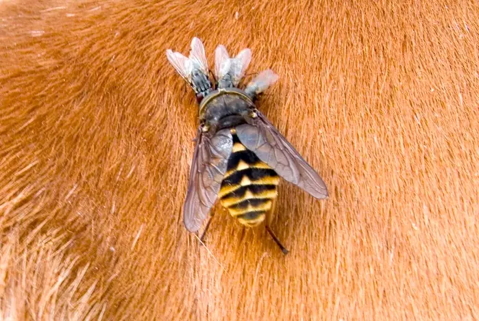 horse fly bite