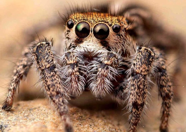 are jumping spiders poisonous