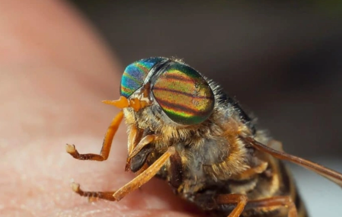 horse fly bite treatment