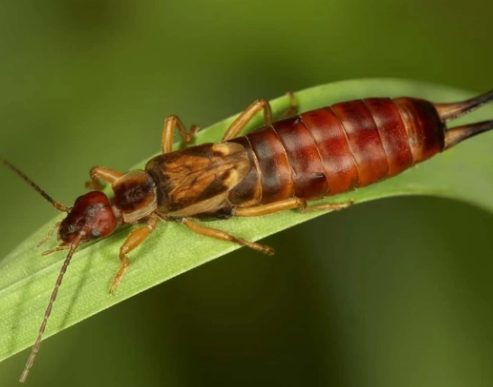 earwig infestation