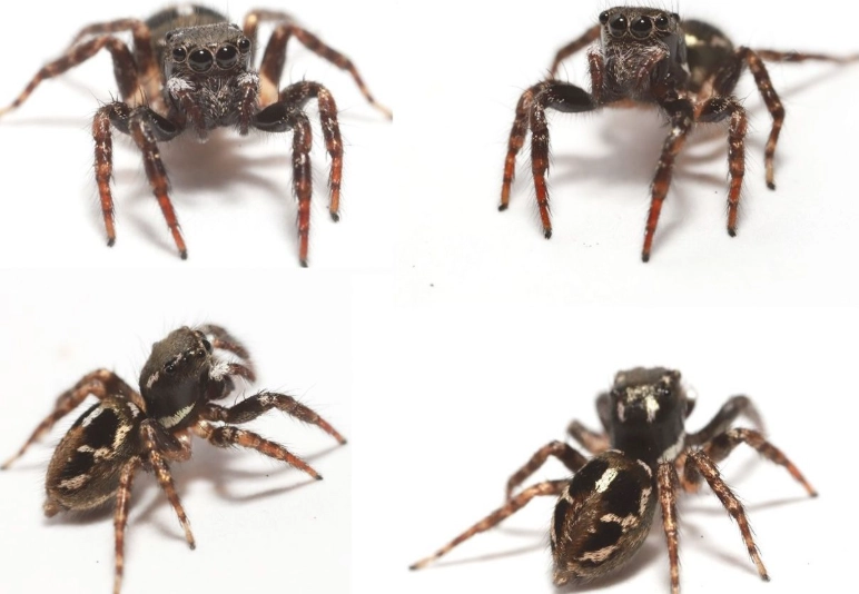 are jumping spiders poisonous