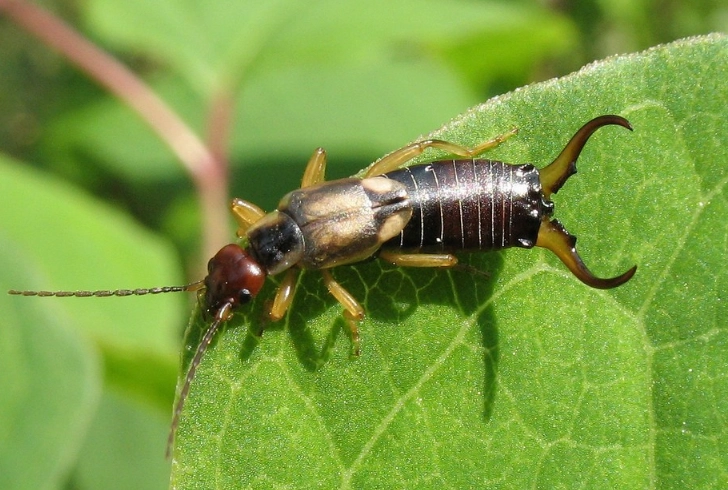 earwig infestation