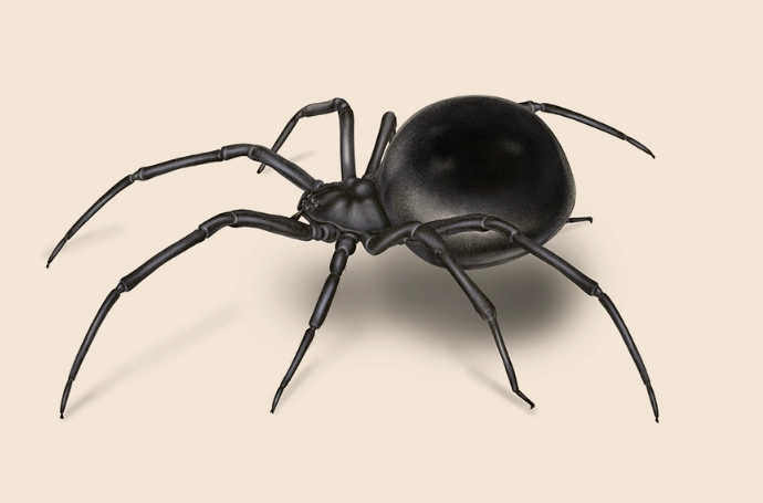 black widow spider removal