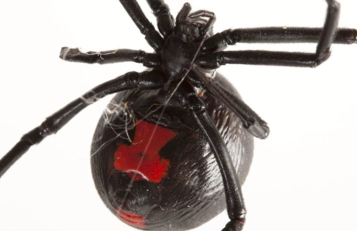 inheritance rights legal advice