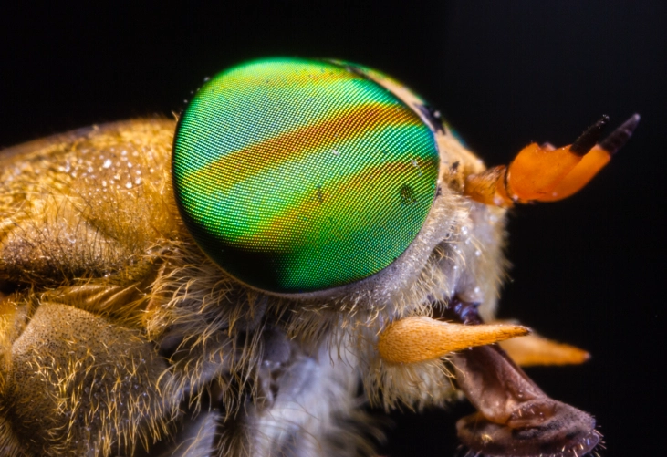 horsefly vs deer fly