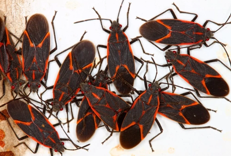 are milkweed bugs harmful