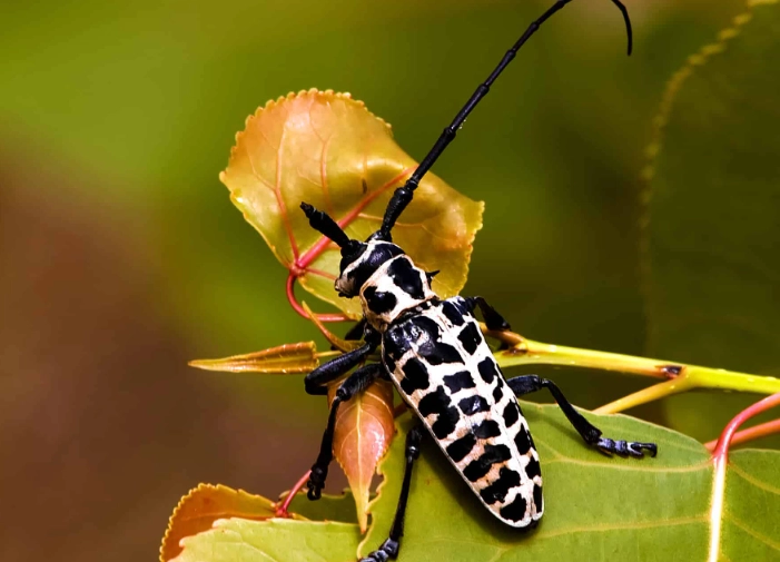 how to get rid of white bugs