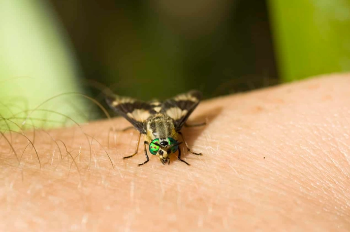 how to get rid of horseflies