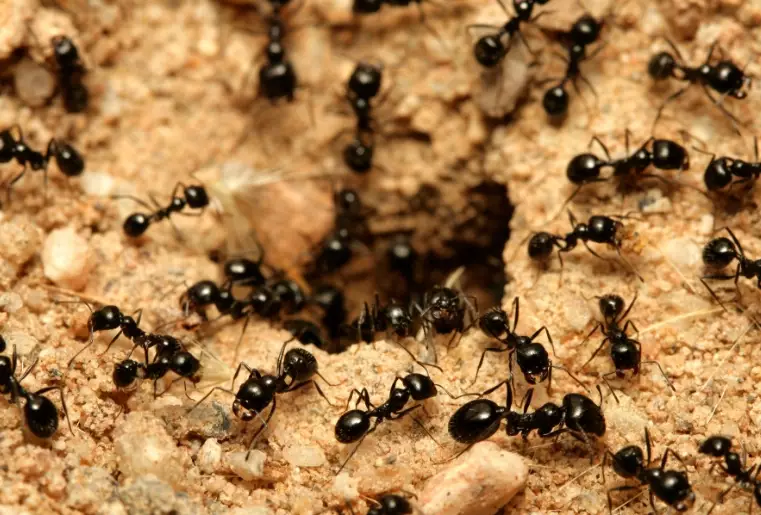 Black Ants: A Complete Guide to Identification, Prevention, and Control
